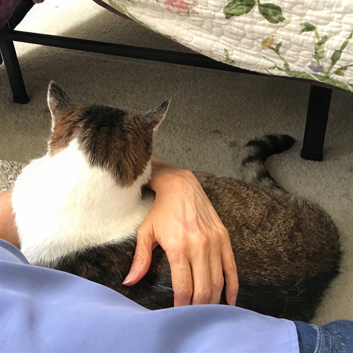Conscious Cat Care photo 3