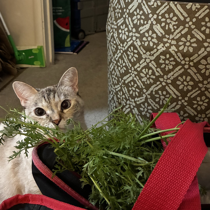 Conscious Cat Care