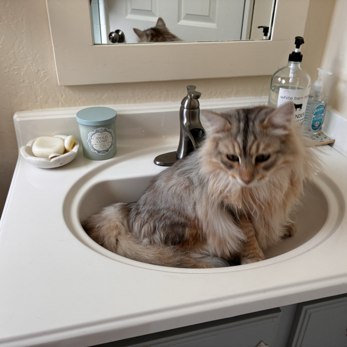 Conscious Cat Care