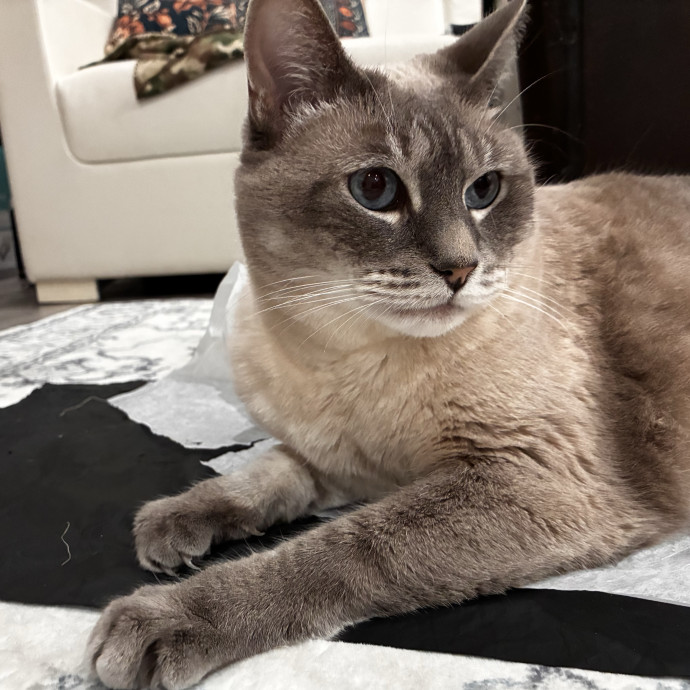 Conscious Cat Care photo 3