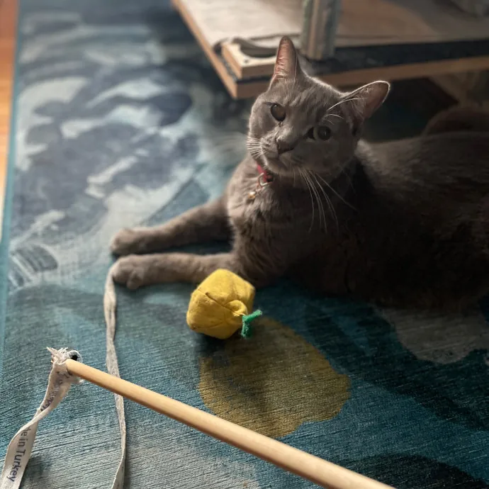 Erica's Sunnyside Cat Care