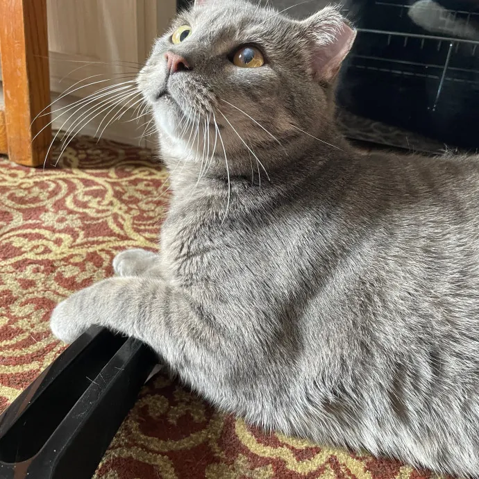 Erica's Sunnyside Cat Care