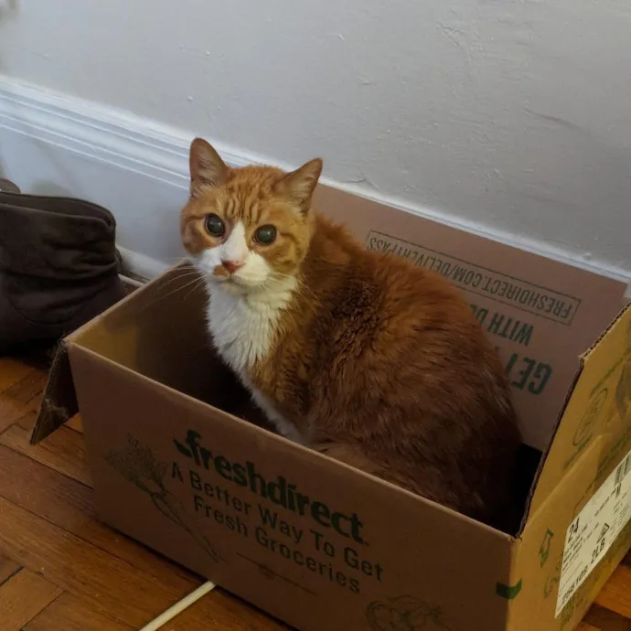 Erica's Sunnyside Cat Care