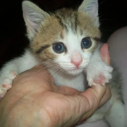 Erica's Sunnyside Cat Care