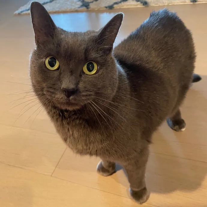 Erica's Sunnyside Cat Care