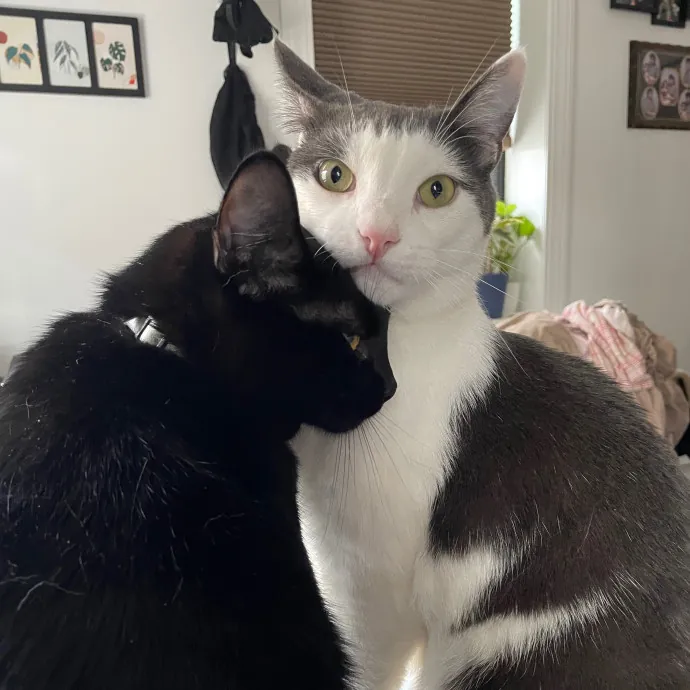 Erica's Sunnyside Cat Care