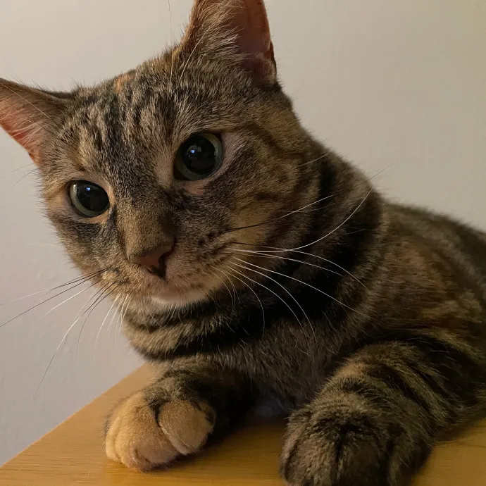 Erica's Sunnyside Cat Care