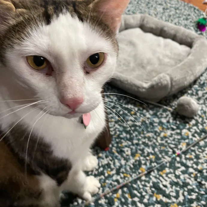 Erica's Sunnyside Cat Care