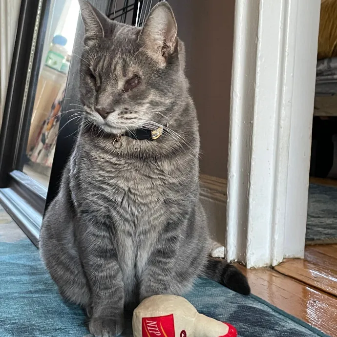 Erica's Sunnyside Cat Care photo 4