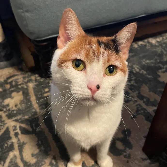 Erica's Sunnyside Cat Care photo 3