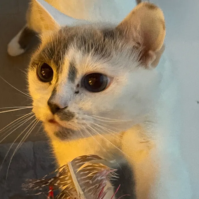 Erica's Sunnyside Cat Care photo 2