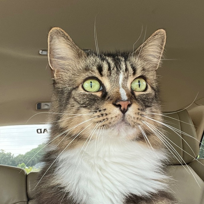 Nicole's Purrfect Petsitting