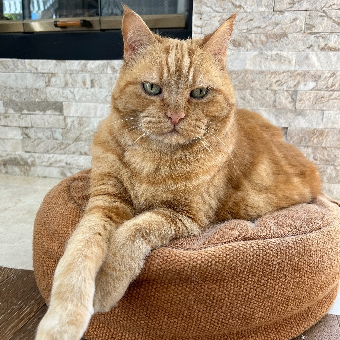 Nicole's Purrfect Petsitting