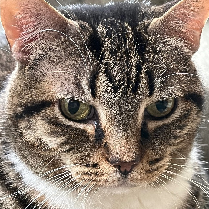 Nicole's Purrfect Petsitting
