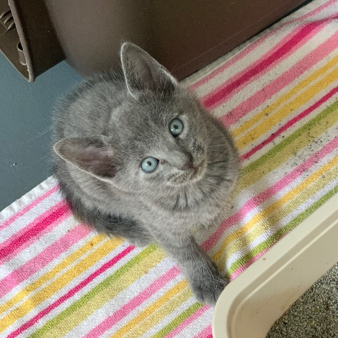 Nicole's Purrfect Petsitting