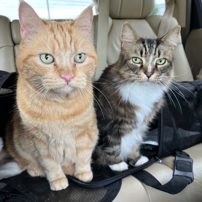 Nicole's Purrfect Petsitting photo 2