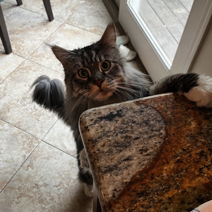 Play Purrs  Tlc For Your Kitty photo 3