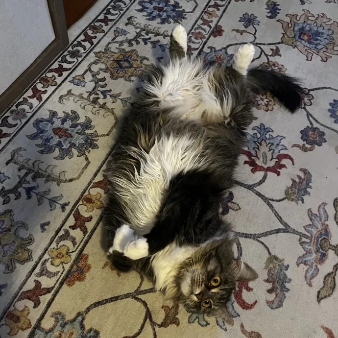 Play Purrs  Tlc For Your Kitty photo 2