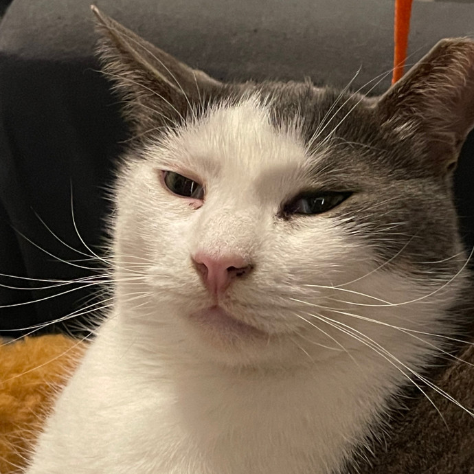 For Your Cat-Sitting Needs photo 2