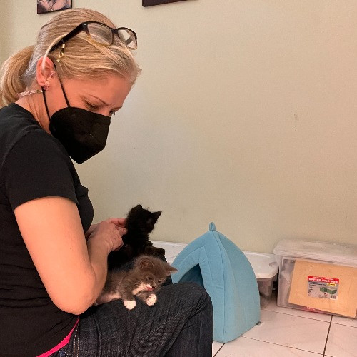 Lucky Kitty Cat Care
