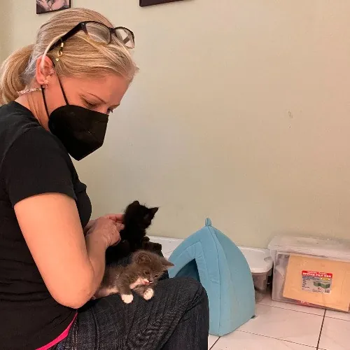 Lucky Kitty Cat Care