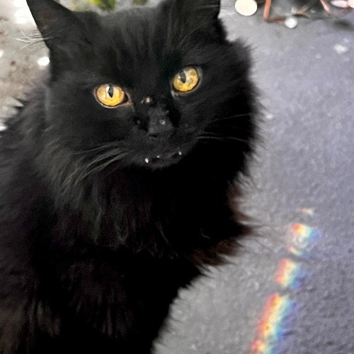 Lucky Kitty Cat Care