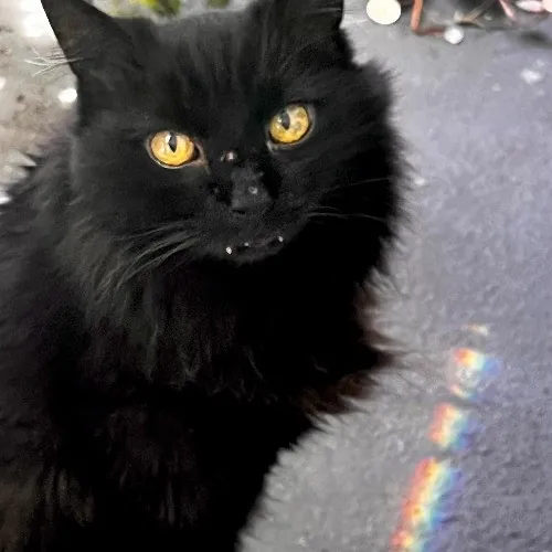 Lucky Kitty Cat Care