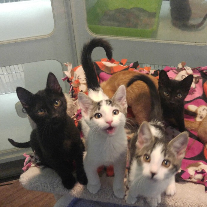 The Reno Carson Tahoe Cat Nanny