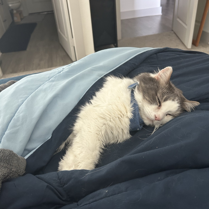 The Purr-Fect Cat Sitter For You