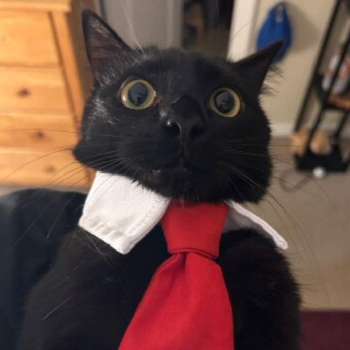 The Purr-Fect Cat Sitter For You