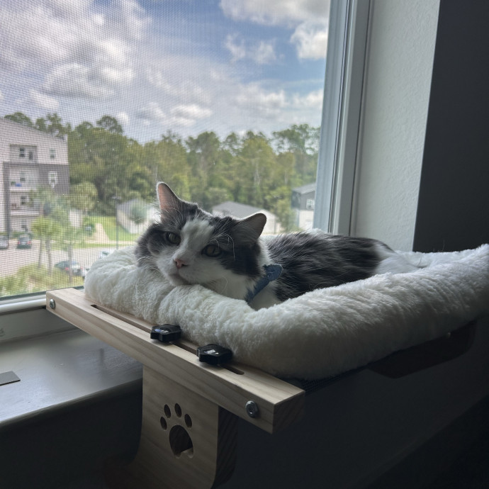 The Purr-Fect Cat Sitter For You