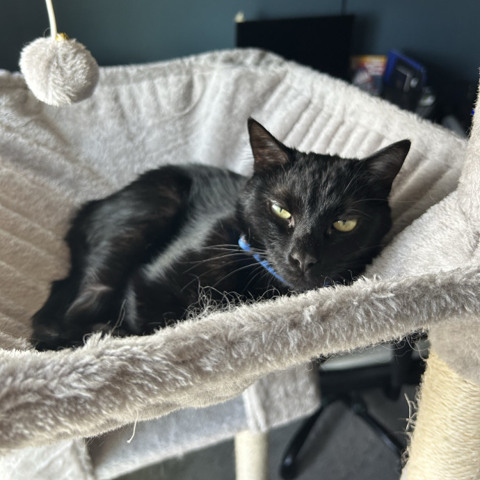 The Purr-Fect Cat Sitter For You