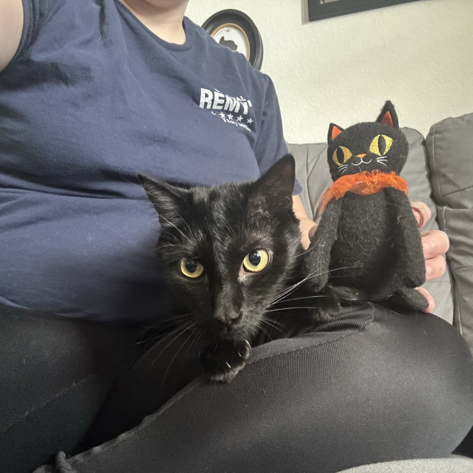 The Purr-Fect Cat Sitter For You photo 2