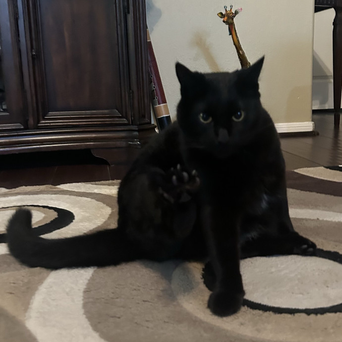 A Loving Loyal And Reliable Cat Sitter