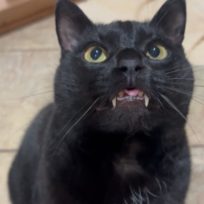 A Loving Loyal And Reliable Cat Sitter
