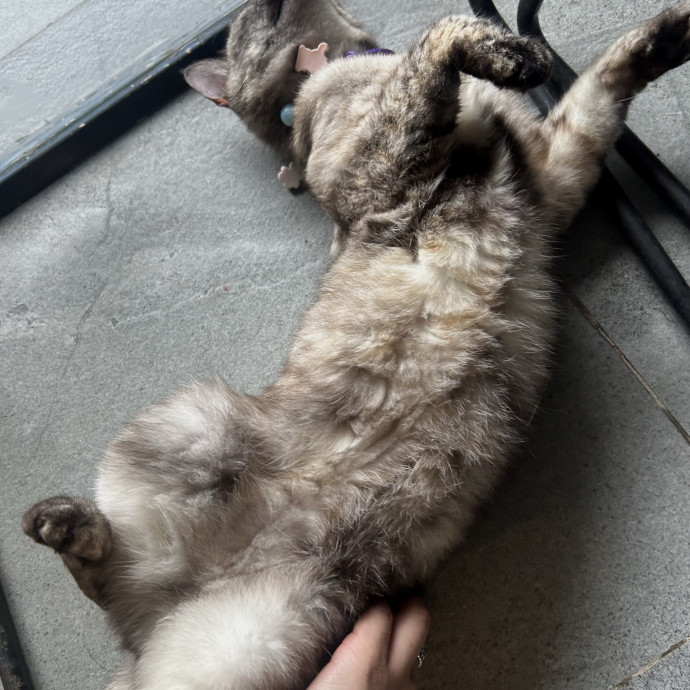 A Loving Loyal And Reliable Cat Sitter