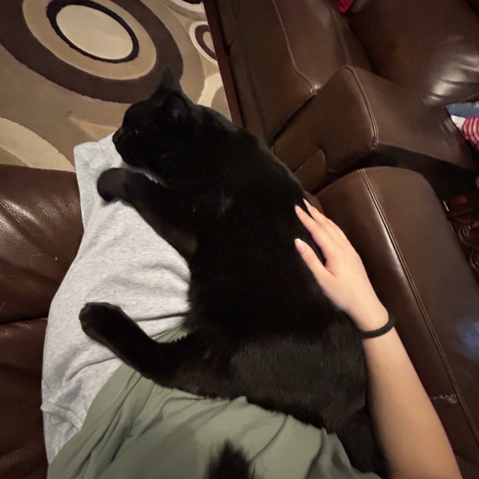 A Loving Loyal And Reliable Cat Sitter photo 3
