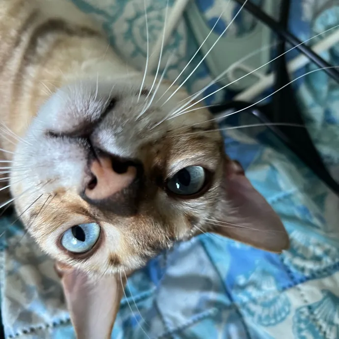 Brianna's Cool Cats And Kittens Care