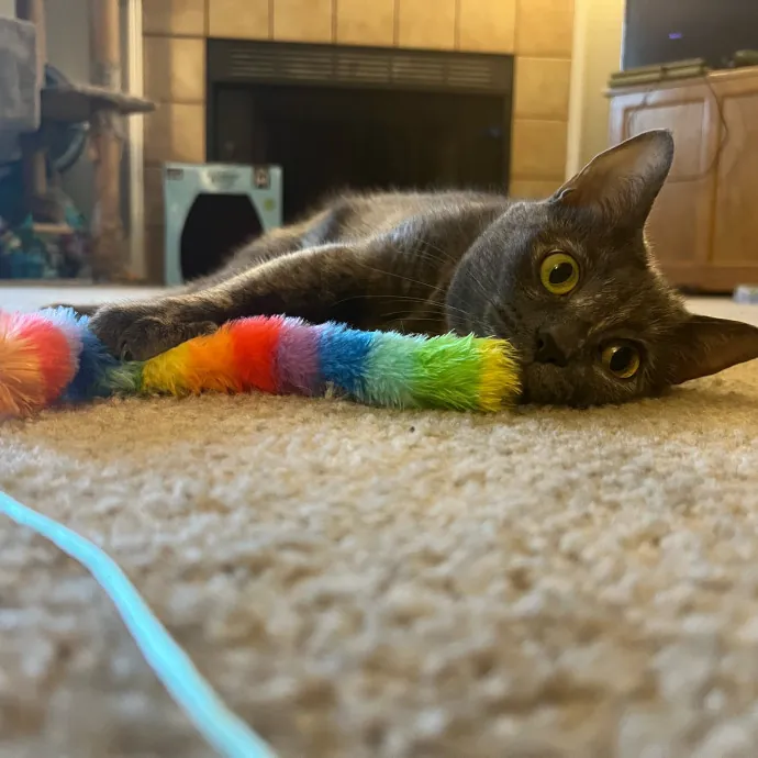 Brianna's Cool Cats And Kittens Care