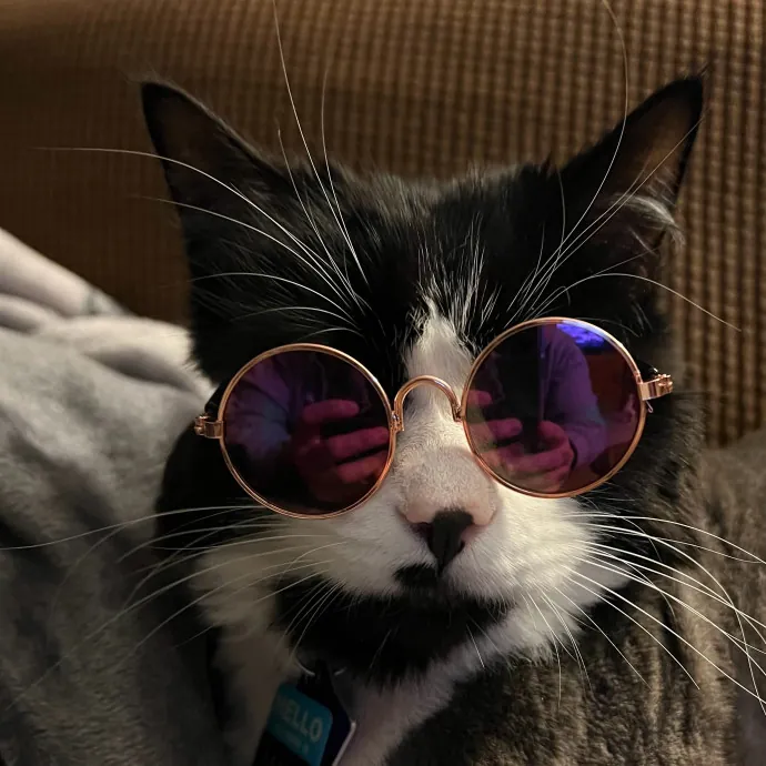 Brianna's Cool Cats And Kittens Care