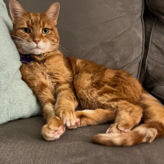 Brianna's Cool Cats And Kittens Care