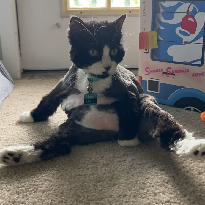 Brianna's Cool Cats And Kittens Care