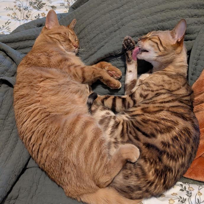 Brianna's Cool Cats And Kittens Care