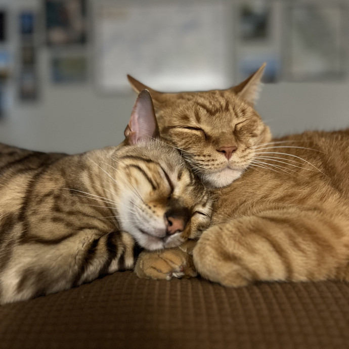 Brianna's Cool Cats And Kittens Care