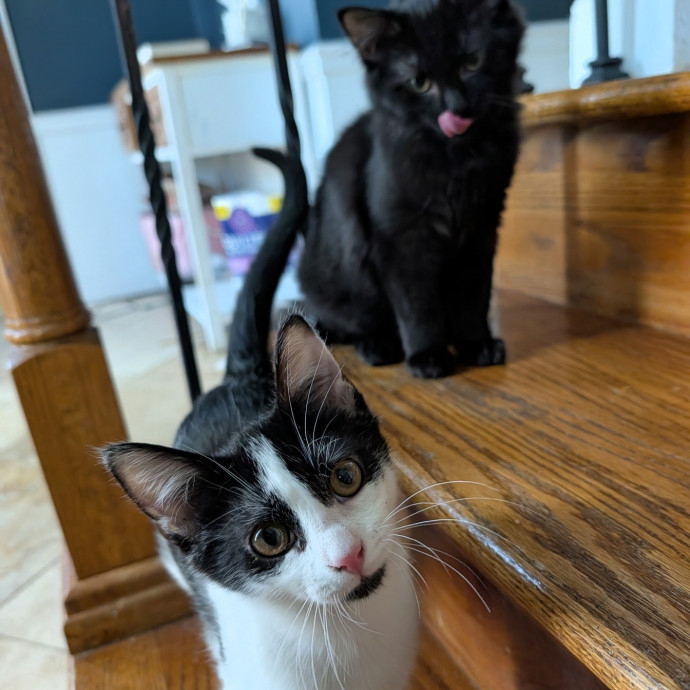 Brianna's Cool Cats And Kittens Care