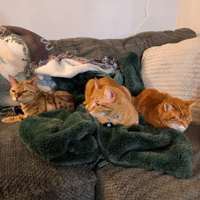 Brianna's Cool Cats And Kittens Care photo 4