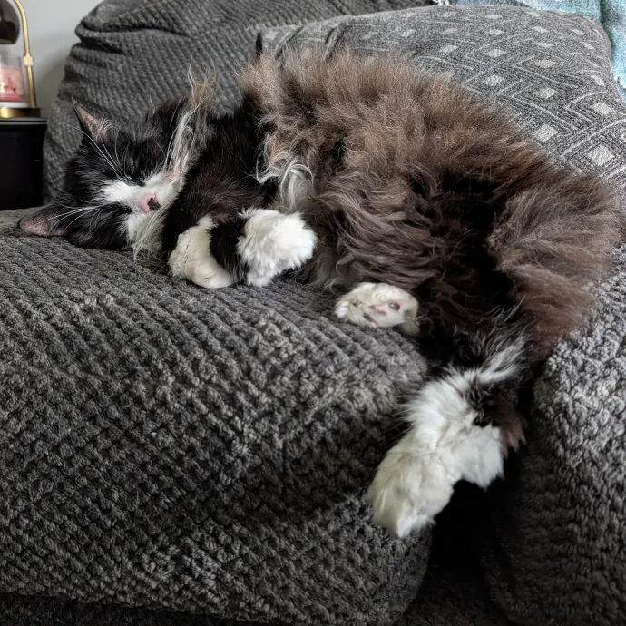 Brianna's Cool Cats And Kittens Care photo 3
