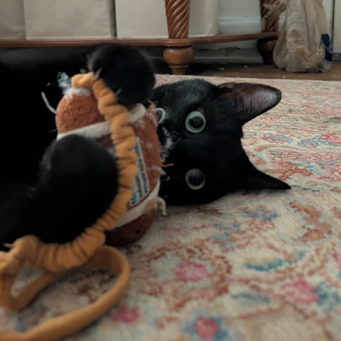 Brianna's Cool Cats And Kittens Care photo 2