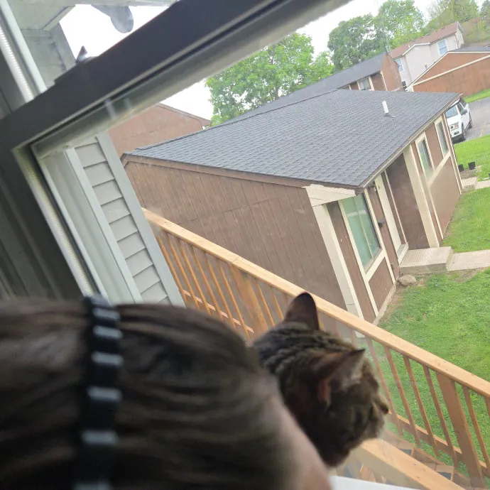 Cat Cuddler To Woo Your Fur Baby