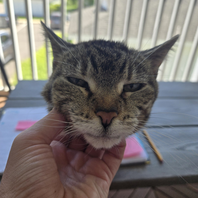 Cat Cuddler To Woo Your Fur Baby